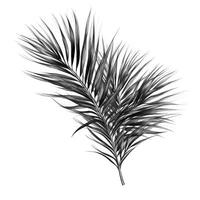 tree date palm leaves ai generated photo