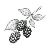 berry blackberry ai generated photo