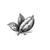 bean cocoa nut photo