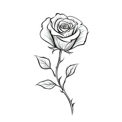 Rose Drawing Stock Photos, Images and Backgrounds for Free Download