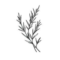 plant rosemary leaves ai generated photo