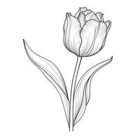 bouquet blooming tulip ai generated photo