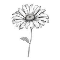 background Daisy flower ai generated photo