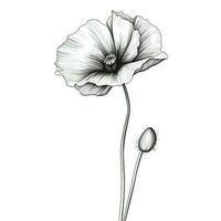 blossom Poppy flower ai generated photo