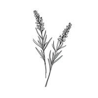 herb lavender ai generated photo