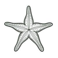 star starfish ai generated photo