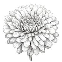 spring Chrysanthemum flower ai generated photo