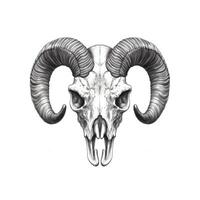 sheep skull ram horn photo