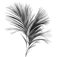 coconut date palm leaves ai generated photo