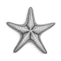 sea starfish ai generated photo