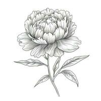 floral peonies ai generated photo