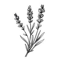 plant Lavender flower ai generated photo