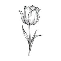 spring blooming tulip ai generated photo