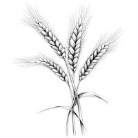 grain barley ai generated photo