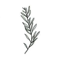 green rosemary leaves ai generated photo