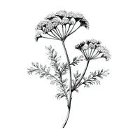 plant yarrow ai generated photo