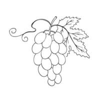 Grape vine drawing. Hand drawn vector illustration of grape plant and leaf on isolated white background for print, label, poster, brochure, template, banner, logo. Design element, ink imitation