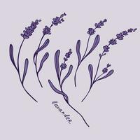 Lavender vector drawing. Hand drawn branches of lavender plant fragrant french wildflower. Design element for postcard, print, wedding invitation, template, lebe. Blooming fragrant of Provence.