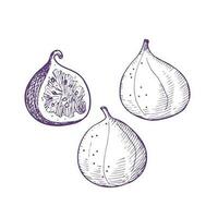 Figs vector illustration set with tropical fruit on isolated white background. Fig tree engraving sketch for print, label, background, template, logo. Hand drawn graphic