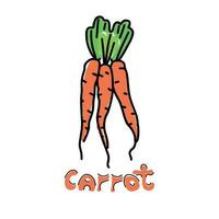 Picture with three carrots with the name vector