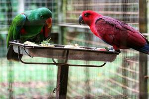 bayan aves, cuales tiene el científico nombre eclectus roratus o además conocido como el molucas ecléctico, es un loro nativo a el maluku islas foto