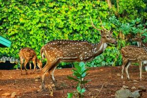 Rusa Totol with the scientific name Axis axis at Zoo in Ragunan. photo