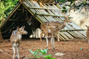 Rusa Totol with the scientific name Axis axis at Zoo in Ragunan. photo