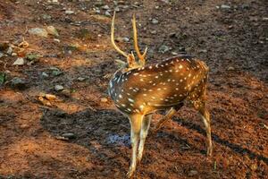 Rusa Totol with the scientific name Axis axis at Zoo in Ragunan. photo