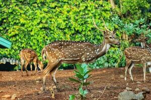 Rusa Totol with the scientific name Axis axis at Zoo in Ragunan. photo