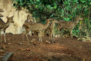 Rusa Totol with the scientific name Axis axis at Zoo in Ragunan. photo