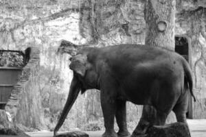 This is photo of Sumatran elephant Elephas maximus sumatranus in the Wildlife Park or Zoo.