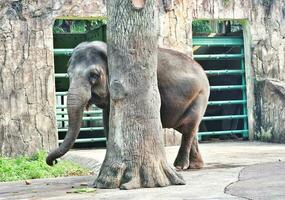 This is photo of Sumatran elephant Elephas maximus sumatranus in the Wildlife Park or Zoo.