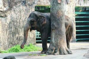 This is photo of Sumatran elephant Elephas maximus sumatranus in the Wildlife Park or Zoo.