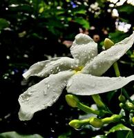 Flowers are a natural subject for photography full of color, texture, patterns, and personality selective focus photo