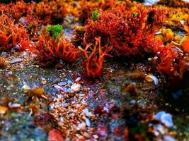 mar plantas en el rocas foto