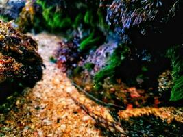 Sea plants on the rocks photo