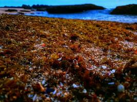 Sea plants on the rocks photo