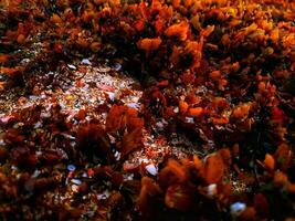 Sea plants on the rocks photo