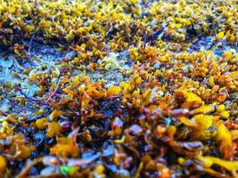 Sea plants on the rocks photo