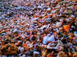 expanse of shells on the beach photo