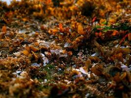 Sea plants on the rocks photo