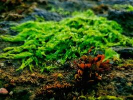 Sea plants on the rocks photo