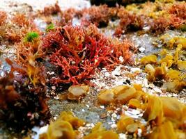 Sea plants on the rocks photo