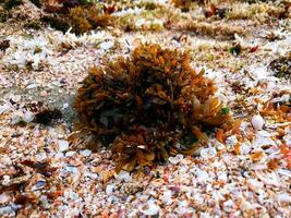 Sea plants on the rocks photo