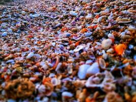 extensión de conchas en el playa foto