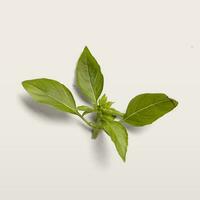 Fresh green basil leaves isolated on white background. photo