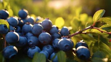 bunch of blueberries on a branch in the morning light, AI Generated photo