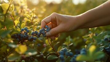 a person holding blueberries from a bush in a sunlit blueberry field, capturing the freshness and abundance of the berries, during the morning,  AI-Generated photo