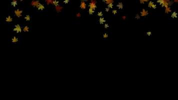 Animation of falling autumn maple leaves on black background video