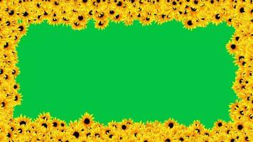 Sunflower blooming particle animation frame on green screen background video